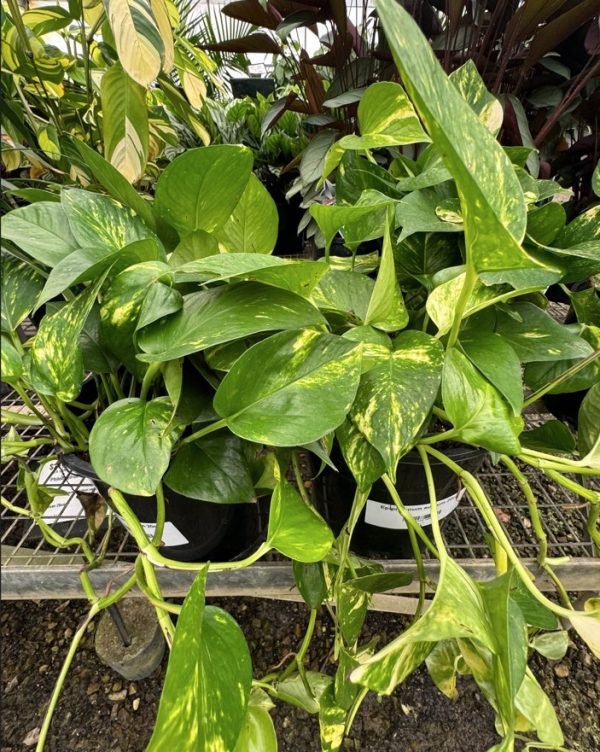 Devils Ivy Epipremnum aureum