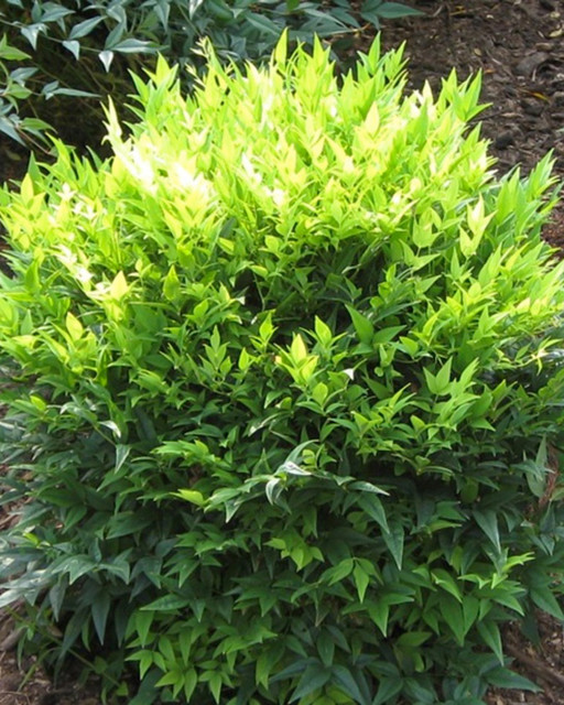 Nandina Magical Lemon Lime
