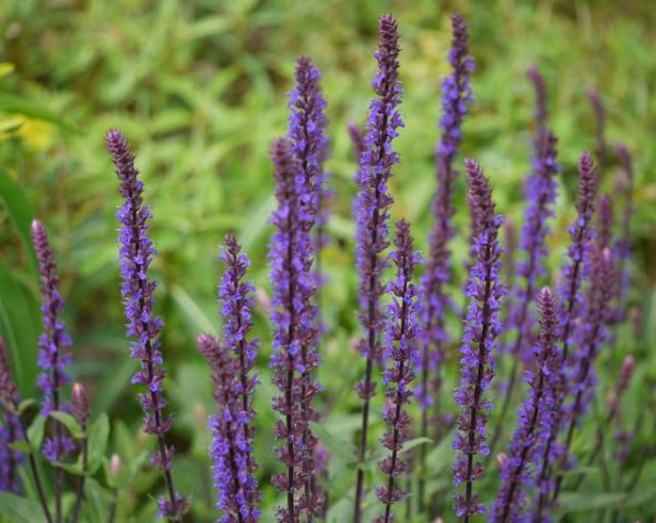 Salvia nemorosa Caradonna