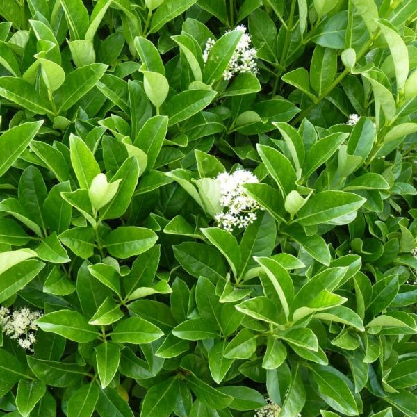 Viburnum Quick Fence