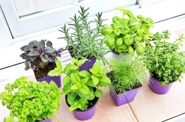 Assorted Herbs Plants For Spaces