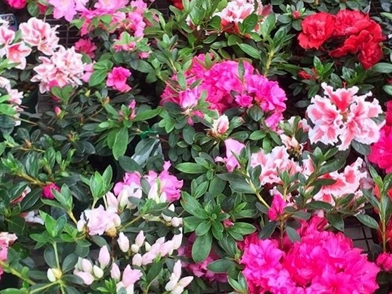 Assorted Azaleas