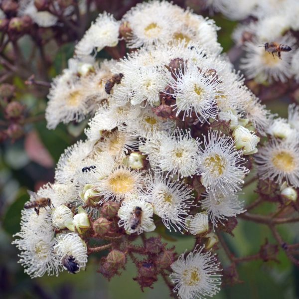 Angophora Hispida Dwarf Apple