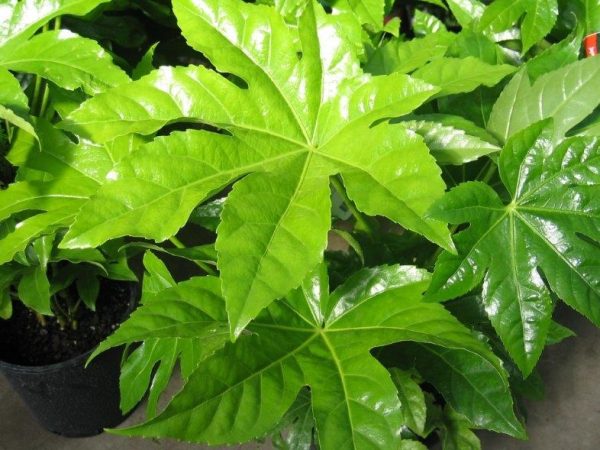 Glossy Leaf Paper Plant
