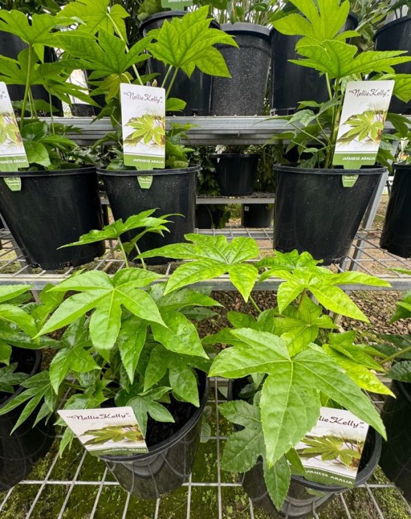 Glossy Leaf Paper Plant Japanese Aralia