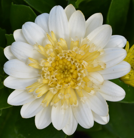 Osteospermum 3D Lemon Ice