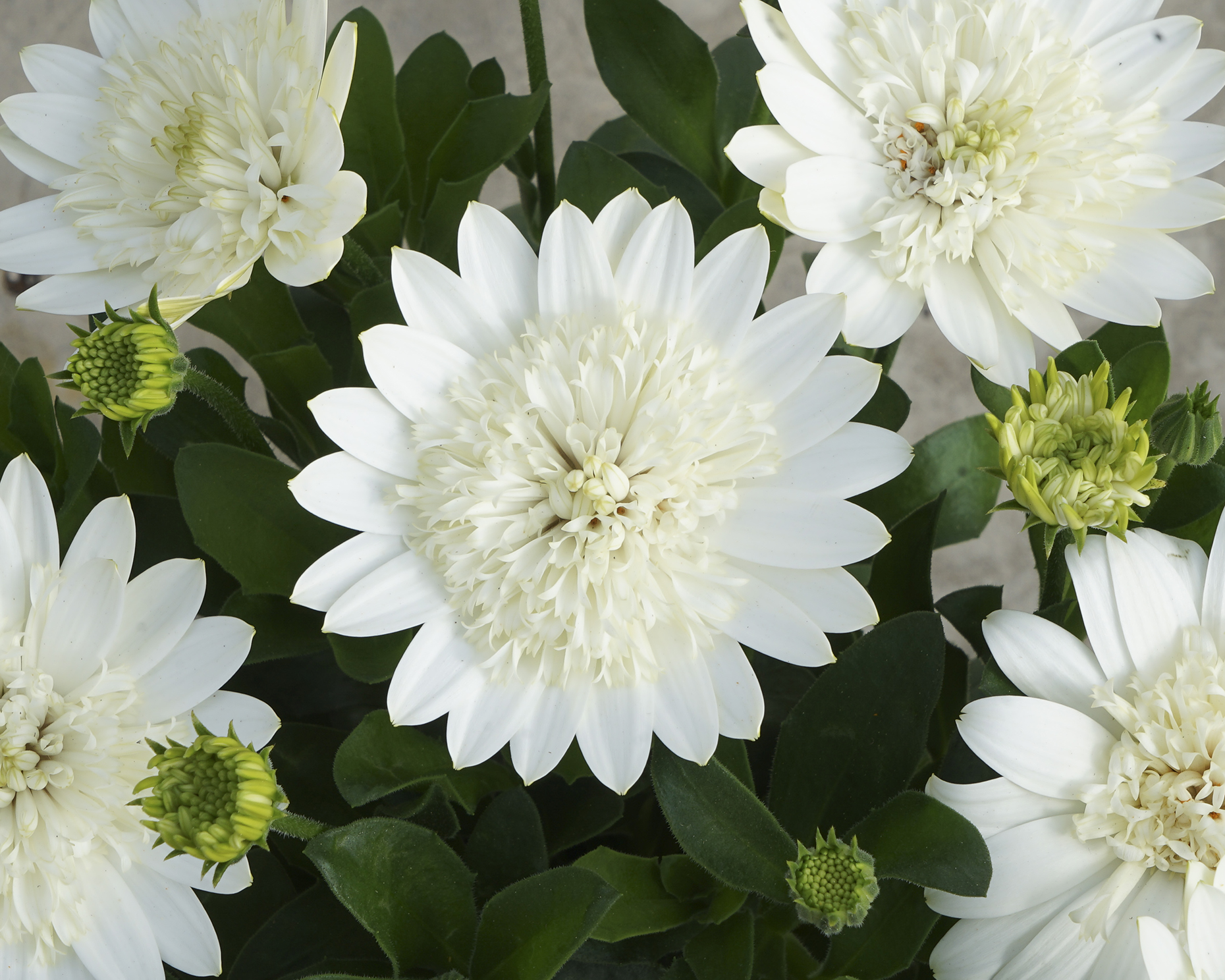 Shop Plants Online Plants for Spaces