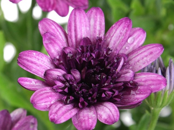 African Daisy Violet Berry