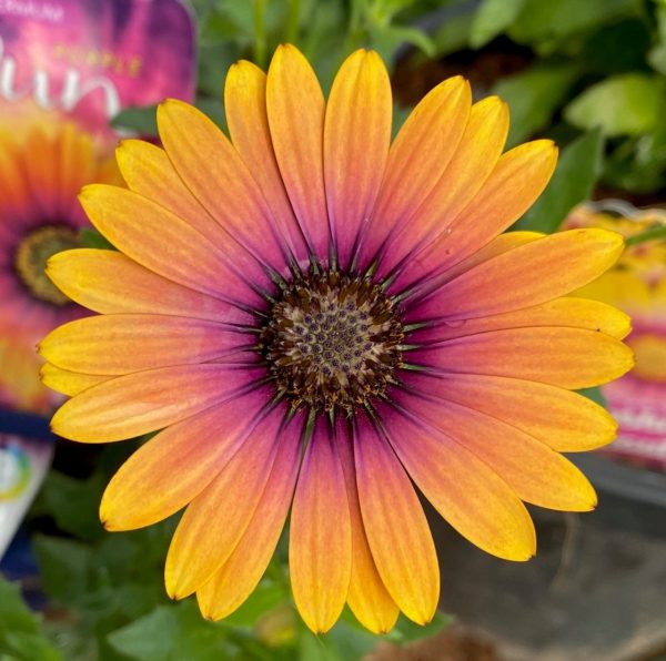 African Daisy Purple Sun