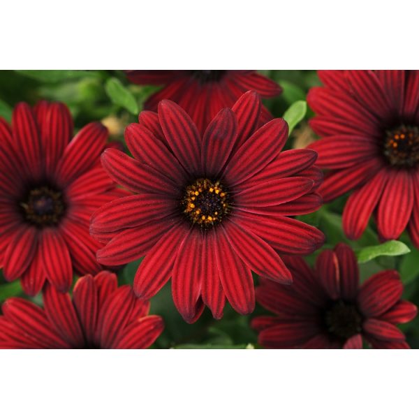 African Daisy Serenity Red