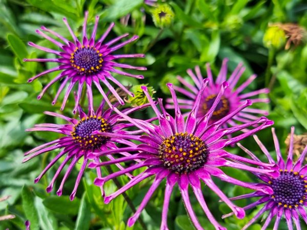 African Daisy Spider Purple