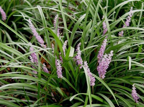 Liriope muscari Samantha