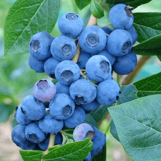 Blueberry Bush Denise