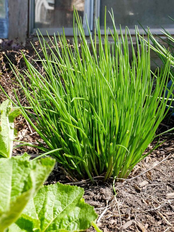 Allium schoenoprasum