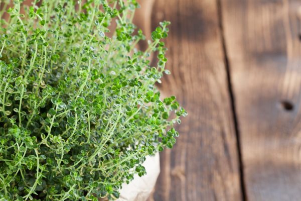 Lemon Thyme