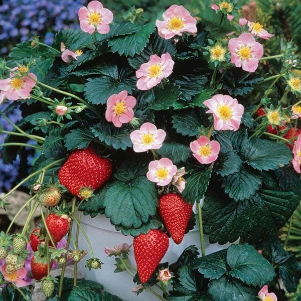 Strawberry