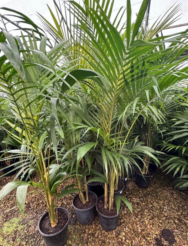Bangalow Palm 25cm