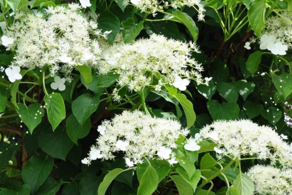 Climbing Hydrangea