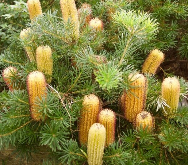 Banksia spinulosa Dwarf
