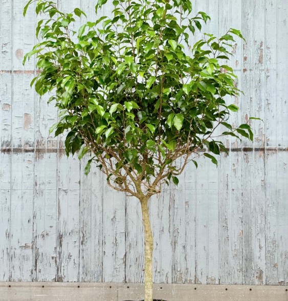 Ficus-Wintergreen Ficus Wintergreen