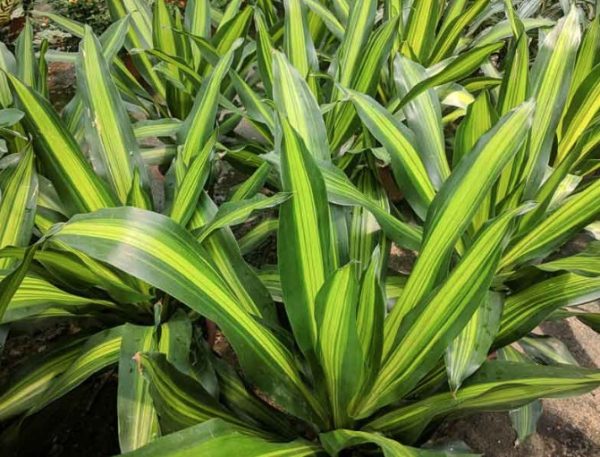Happy Plant Dracaena fragrans Massangeana