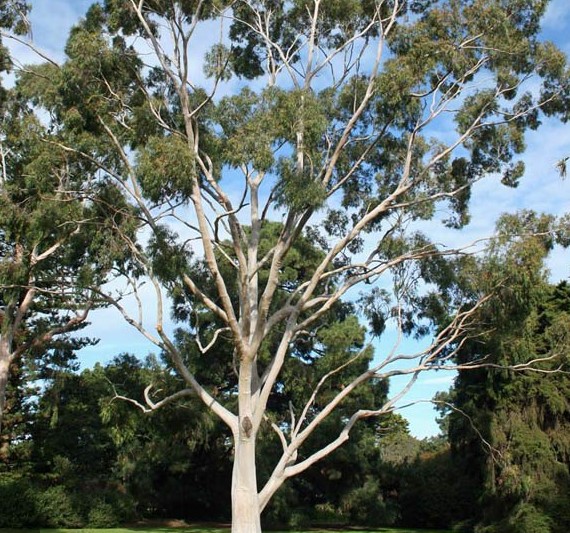 corymbia citriodora