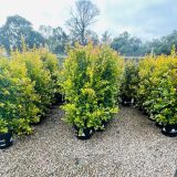 Thick and Bushy Lilly Pilly 40cm