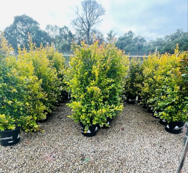 Lilly Pilly Backyard Bliss Plants for Spaces