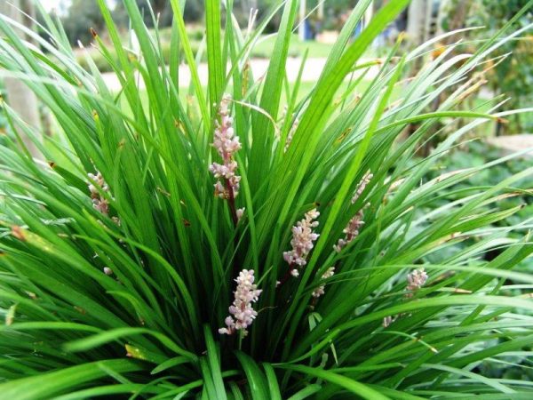Liriope muscari Isabella
