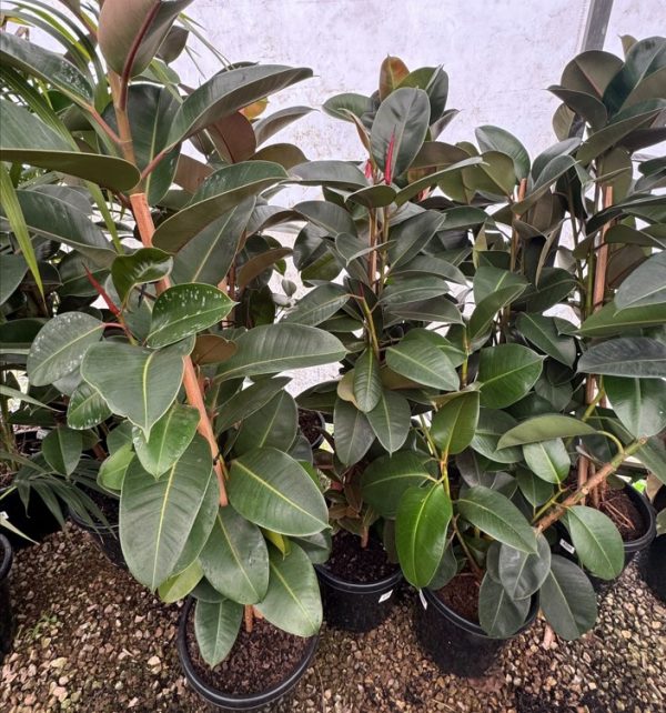 Rubber Tree