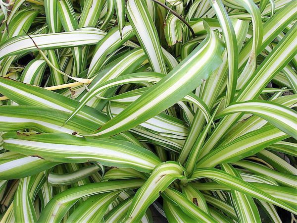 Spider Plant Chlorophytum comosum
