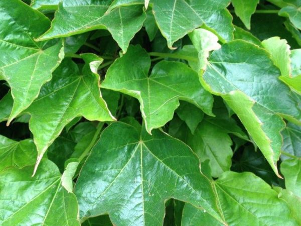 Parthenocissus tricuspidata