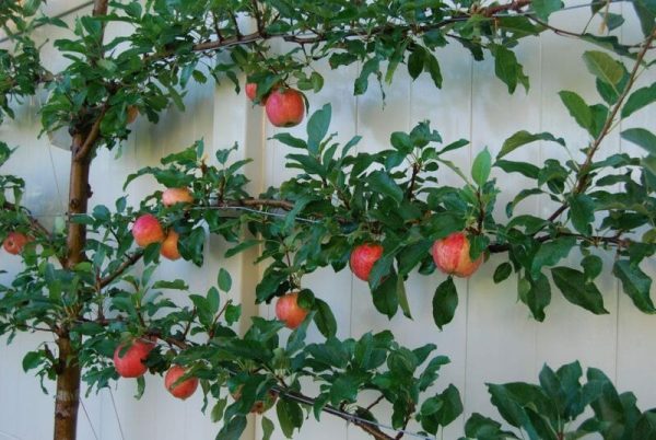 Apple Espalier Fuji