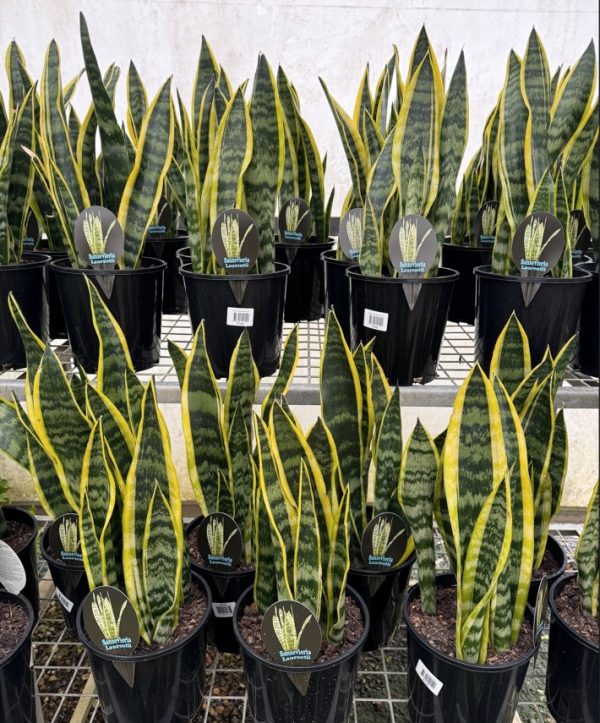 Mother in Laws Tongue Snake Plant