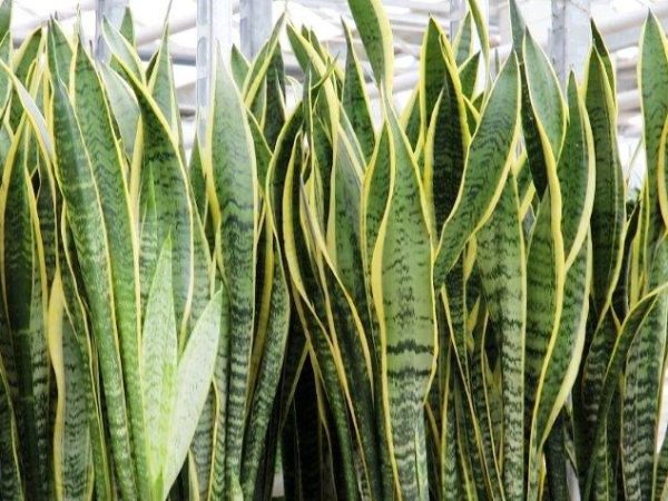 Snake Plant Yellow Leaf Margins
