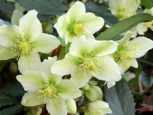 Helleborus Honeyhill Joy