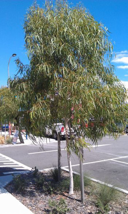 Dwarf Lemon Scented Gum