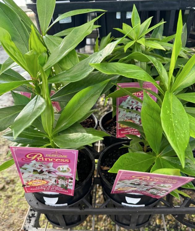 Daphne Perfume Princess Plants For Spaces daphne-perfume-princess-plants-for-spaces