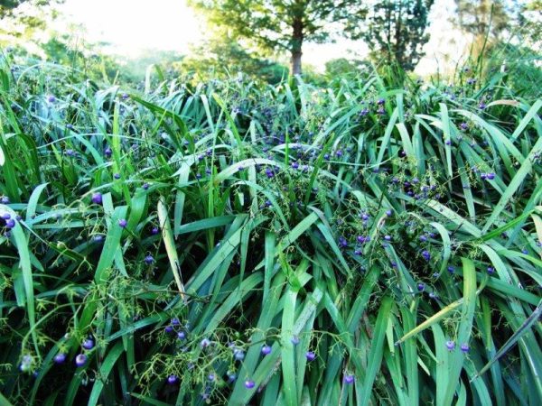 Dianella Breeze