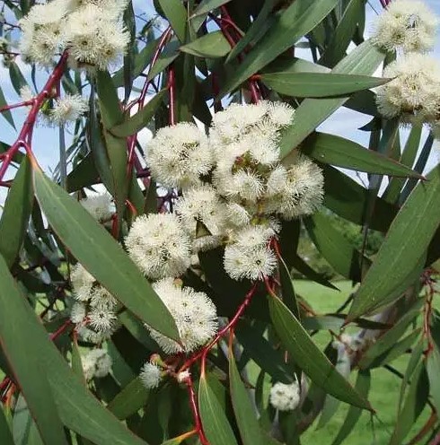 Eucalytpus Little Snowman