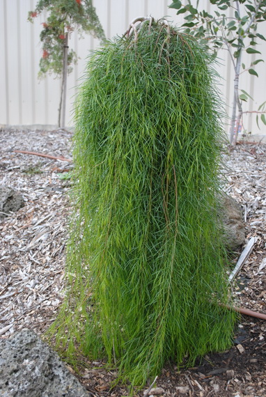 acacia cognata waterfall