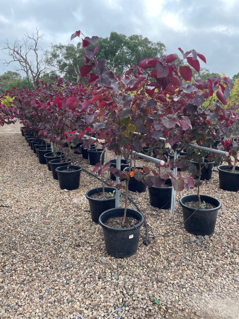 Front Yard Trees Plants for Front Yards Melbourne Plants for Spaces