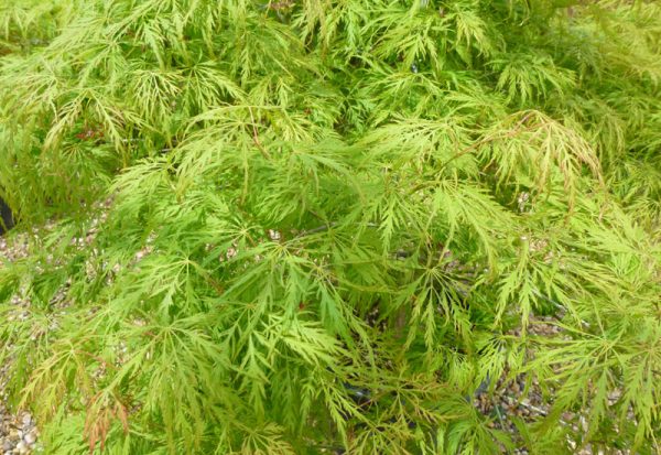 Japanese Maple Tree Green Globe