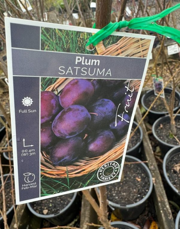 Japanese Plum Satsuma