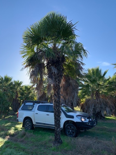 Washingtonia robusta Mexican Fan Palm