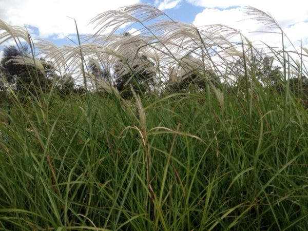 Evergreen Miscanthus