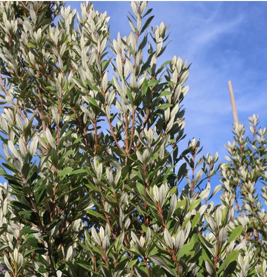 Banksia Sentinel