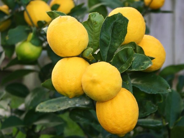 Dwarf Lemon Meyer