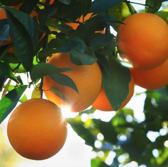 Dwarf Orange Tree Valencia