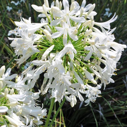 Dwarf Agapanthus White